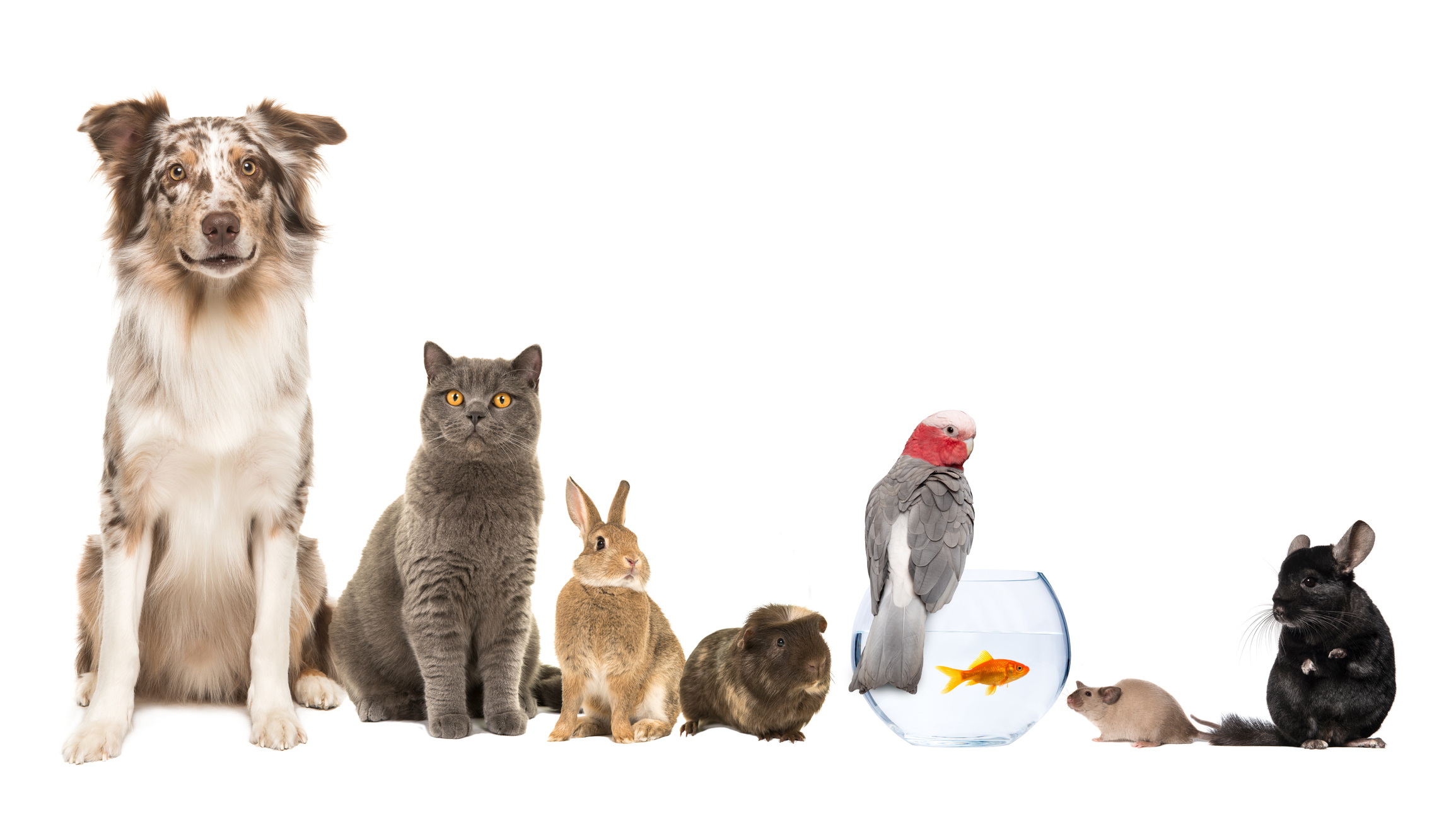 Group Of Different Kind Of Pets, Like Cat, Dog, Rabbit, Mouse, Chinchilla, Guinea Pig, Bird And Fish On A White Background With Space For Copy